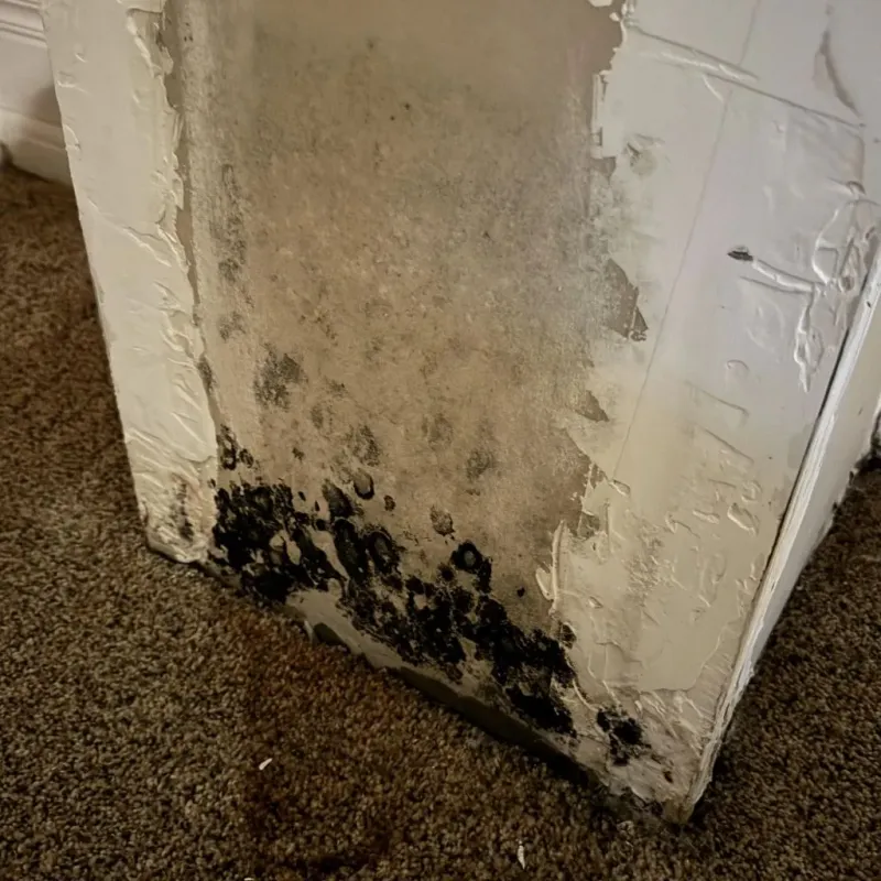 Professional Mold Removal in Karnes City, TX
